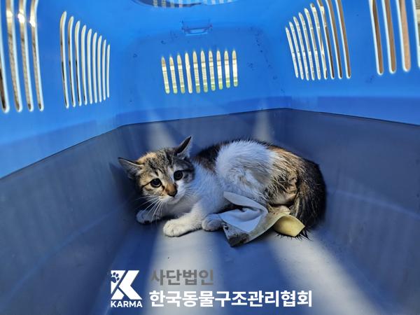 한국동물구조관리협회_411323202500265